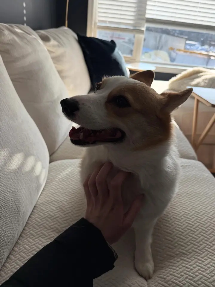 Corgi being pet on the couch