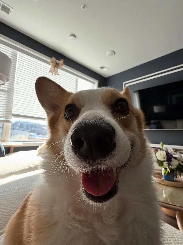 Happy corgi with tongue out