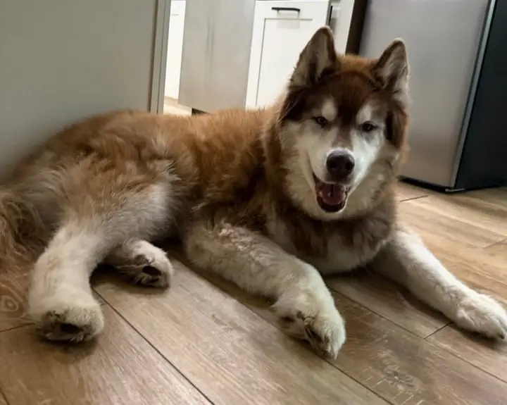 Husky resting on the floor