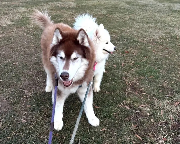 Husky and samoyed on a walk