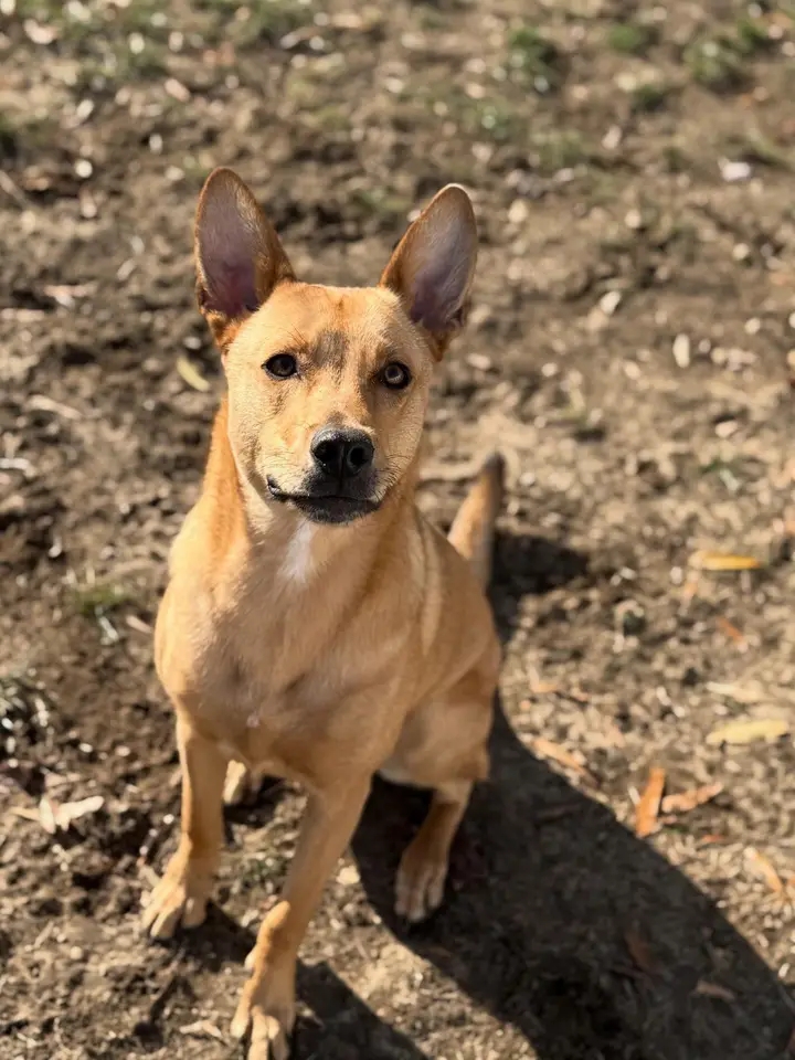 Orange dog sitting in the sun