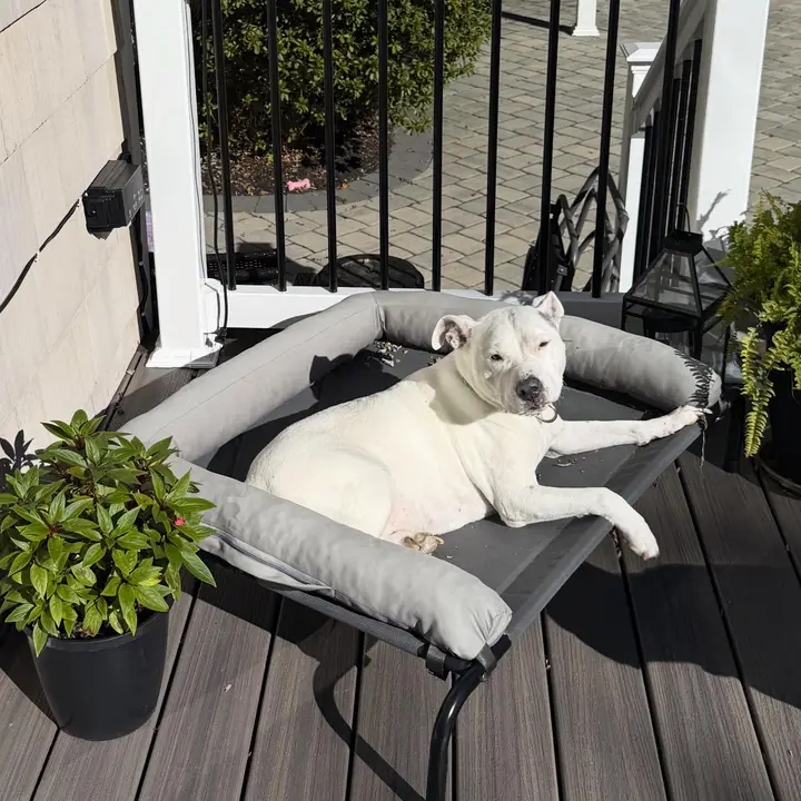 Pit on a cozy bed on the porch