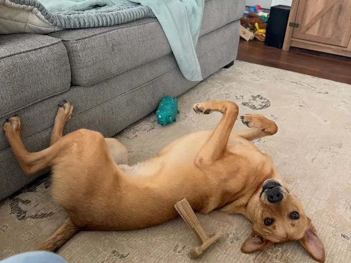 Puppy getting a belly rub