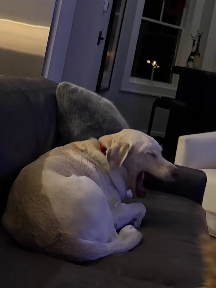 Cozy pet at home during an overnight stay with Doo Diligence