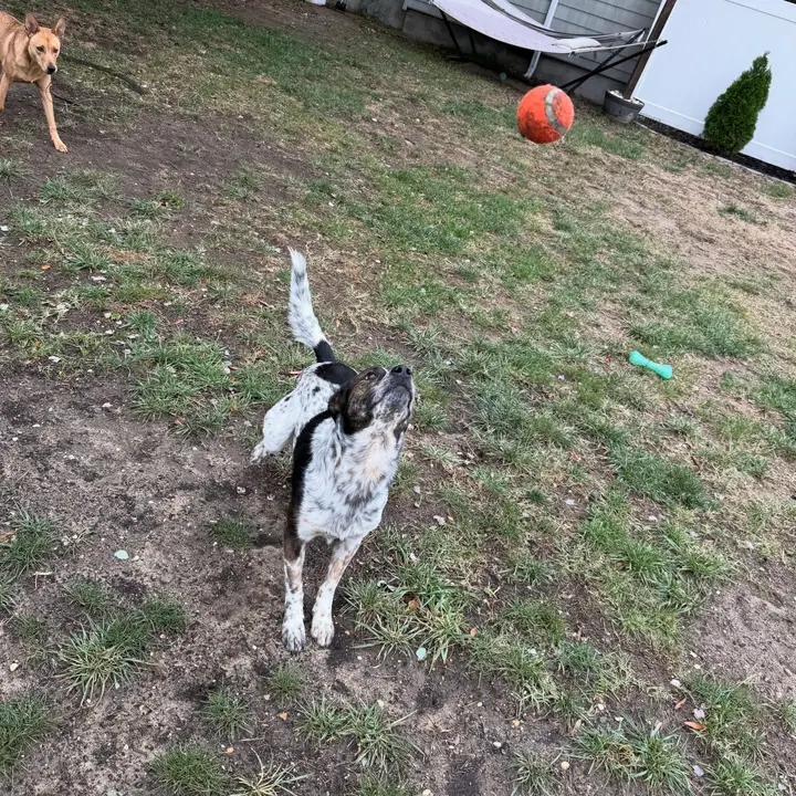 Spotted dog playing in the yard