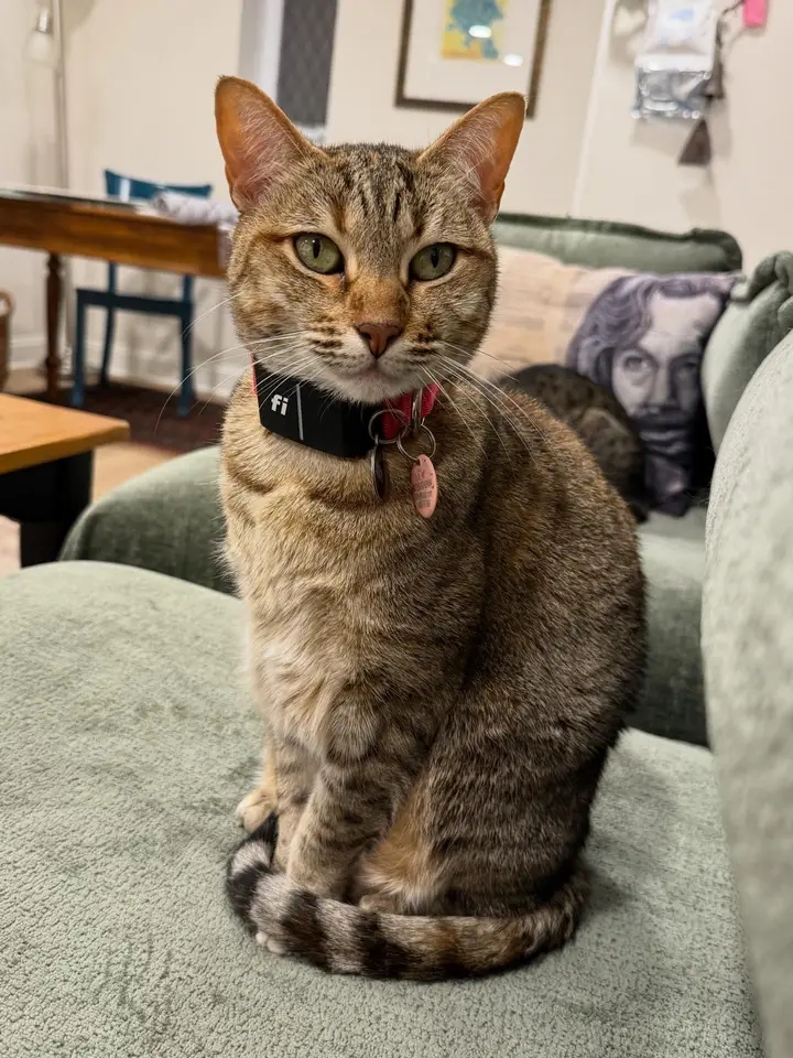 Tabby cat at home