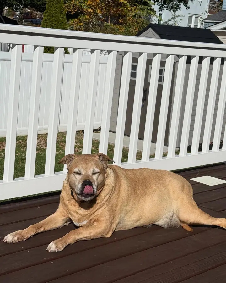 Tan dog hanging out on the deck