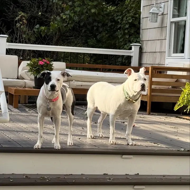 Two happy pitties on the porch