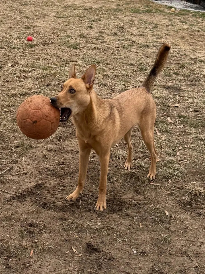 Dog walker in Keyport NJ — Doo Diligence serving the Raritan Bayshore communities of Monmouth County