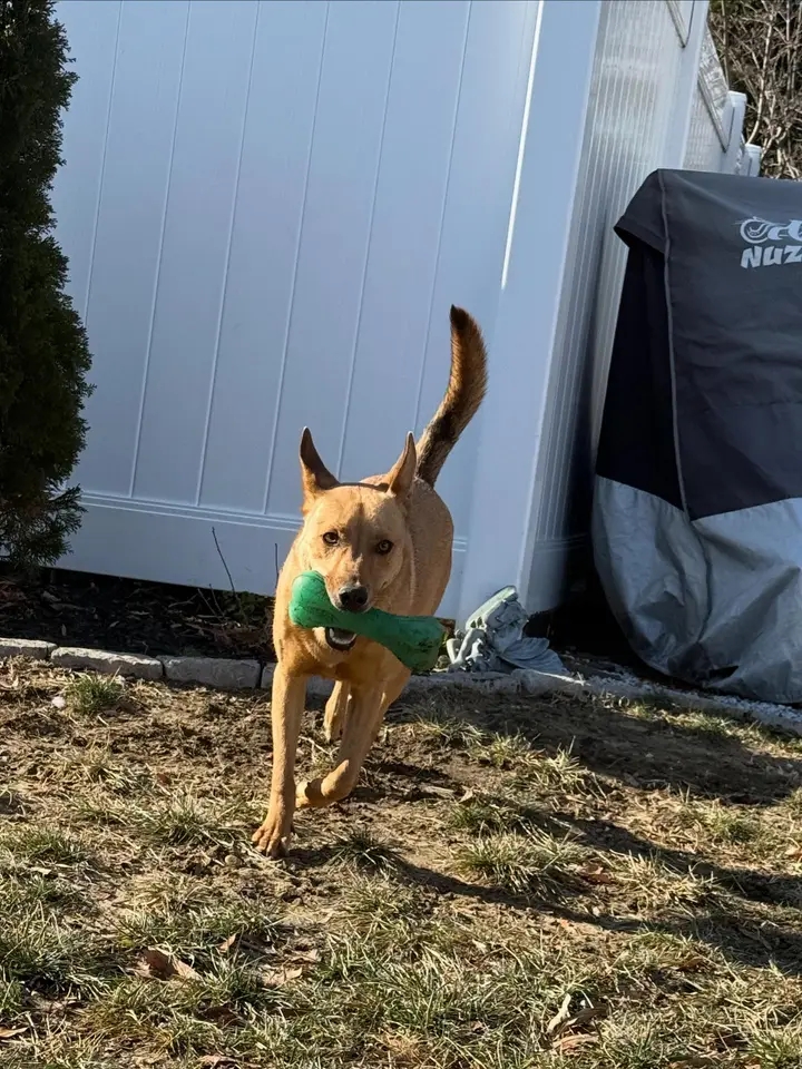 Dog walker in Red Bank NJ — morning walk along the Navesink River with Doo Diligence